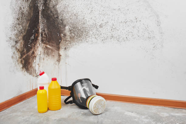 Best Mold Removal Specialists  in Cornell, WI