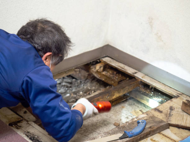 Best Crawl Space Mold Removal  in Cornell, WI