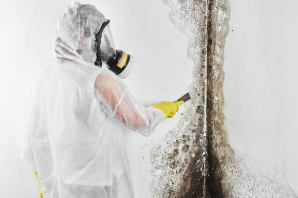 Home Mold Removal in Cornell, WI