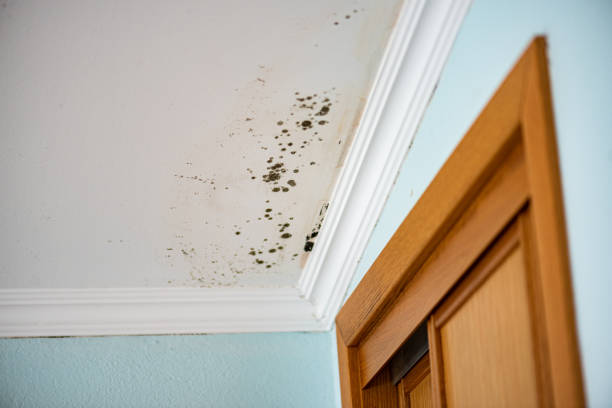 Best Mold Damage Repair  in Cornell, WI