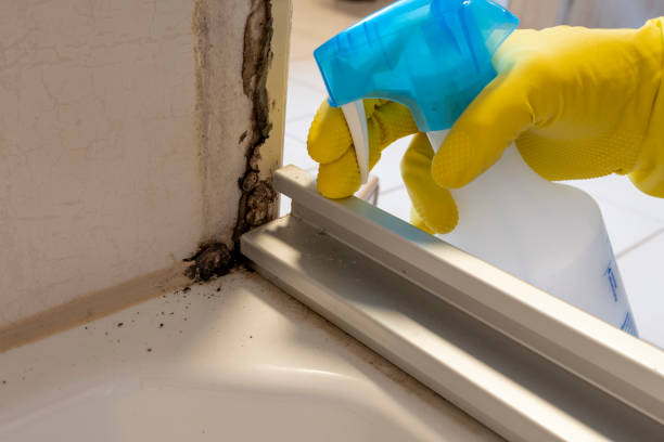 Best Black Mold Removal  in Cornell, WI