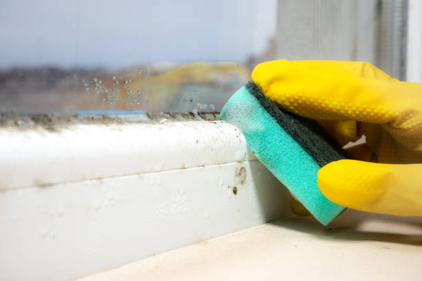 Best Fast Mold Removal  in Cornell, WI